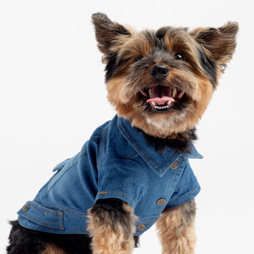 21.png 👖 Dusten Denim Dog Jacket – Stylish Distressed Jean Jacket with Poop