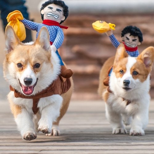 data-2.jpg Puppy Cowboy Outfit