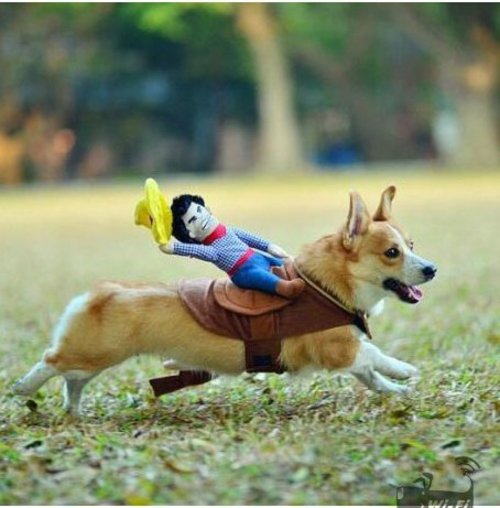data-5.jpg Puppy Cowboy Outfit